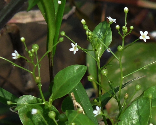 {Samolus parviflorus}